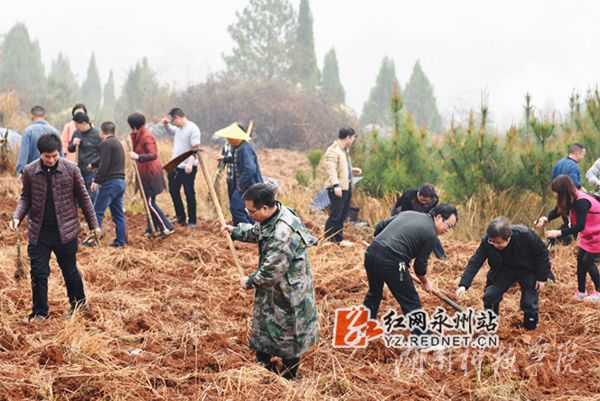 九游(9Game)官方网站老师们热火朝天地挥锄种金槐
